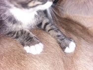 Jungkatzen ,Katzenkinder abzugeben - Wanderup