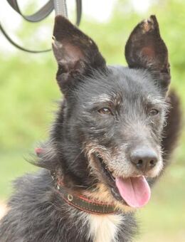 Eddy leidet so sehr im Zwinger.... - Laatzen