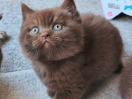 Choco Kitten vom Züchter - Hartenfels
