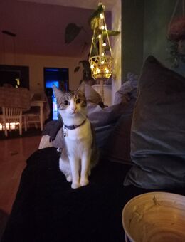 Liebevolle Katze „Oskar“ sucht neues Zuhause 🐾 - Bochum Werne