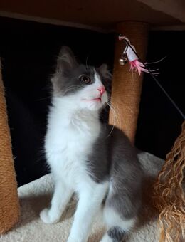 Maine Coon Kitten Mix m/w - Renchen