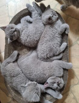 Reinrassige süße Bkh Kitten / Jungkatzen - Berlin