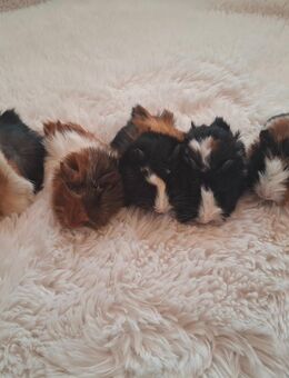 Meerschweinchen Babys zu verkaufen - Burkardroth