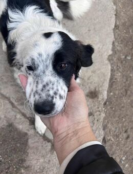 Bonti wünscht sich ein Zuhause 30.9.24 - Leipzig