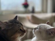 Zwei liebevolle Kater suchen ein neues Zuhause, kastriert, geimpft, gechippt, entwurmt - Moers