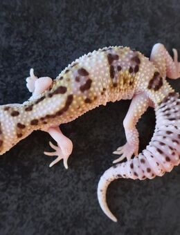 Leopardgeckos Männchen Weibchen verschiedene Farben - Berlin