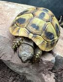 Griechische Landschildkröten, Jungtiere, aus eigener Zucht Schlüpfjahr 2023 in 72218