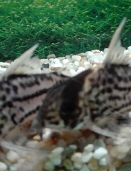 Panzerwels Leucomelas - Hohenroth