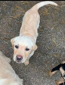 Süße Labrador-Welpe in 54636