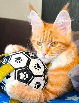 Typvolle Maine Coon Kitten mit Stammbaum - Lampertheim