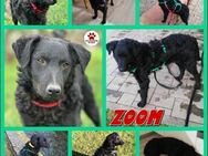 Zoom kroatischer Schäferhund Junghund - Margetshöchheim