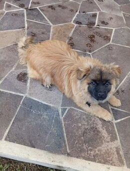 Kleiner Herzensbrecher sucht ein Zuhause - Finning