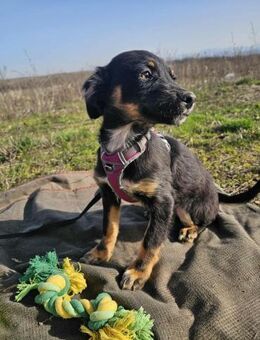 Minikleiner Welpenbub Milo ...... - Mannheim