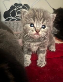 🐾 Traumhafte Kitten – Britisch Kurzhaar / American Kurzhaar 🐾 - Köln