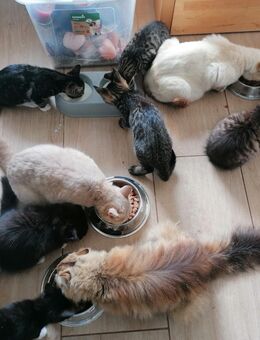 Super süße schmusige und hübsch gezeichneteBHK und BLH MIX Katzenbabys Kitten ab sofort abzugeben - Hamburg Harburg