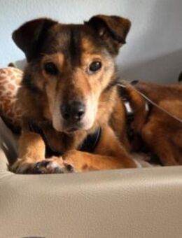 Nino ruhiger Senior ♥️ - Kallmünz