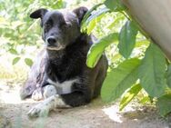 Coraj - sanfter Rüde sucht Geborgenheit - Kallmünz