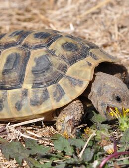 Griechische Landschildkröten (Testudo hermanni boettgerie), männlich, semiadult - Bruchköbel