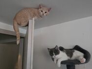 Babykatzen zum verkaufen ! - Lindau (Bodensee)