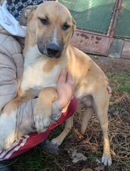 Felix liebevoller Junghund sucht Familie - Großefehn