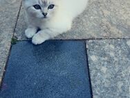 Katzenbaby (männlich ) - BKH-Mix - Haverlah