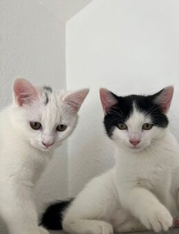 Kitten suchen Zuhause - Sigmaringen