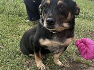 🐾❤️ BETTY, 1-2 Jahre alt, ca. 30cm - Eichendorf