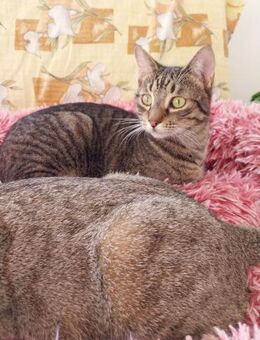 kuschelbedürftiger kleiner Bube Lolo - Rambin