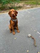 Vizsla 5 Monate sucht neues zu Hause in 12559