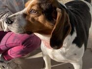 Romeo Beaglemix Rüde 3 Jahre alt in GR - Reutlingen