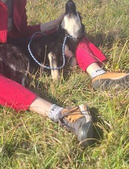 Leo sucht seine Familie - Neuried (Baden-Württemberg)