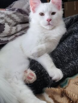 Maine Coon mit Stammbaum - Salzgitter