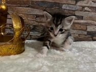 Maine Coon Mix Kitten - Zschepplin
