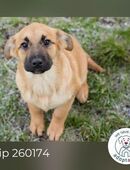 Chip 260174 sucht ein Zuhause in 63931