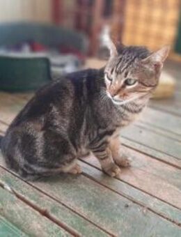 Tigger, liebenswerter Dauerschnurrer, 8J - Vaterstetten