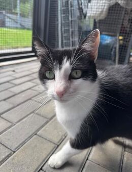 ✨ Latka sucht ihr Zuhause ✨ - Berlin