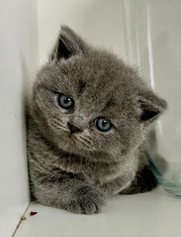 🥰Liebevolle BKH Kitten suchen ab dem 31.Januar 2026 ein neues Zuhause🥰 - Hamm