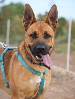 Estefano möchte gerne die Welt entdecken - Laatzen