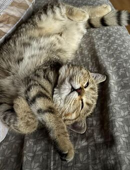 BKH Kitten - Lahr (Schwarzwald)