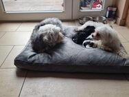 Havanese- Bolonese Mix Welpen verkaufen - Banzkow