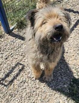 ❤️🍀 Beppo ein süsser Wuschel 🍀❤️ - Mannheim