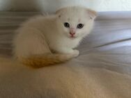 3 süße Katze suchen ein neues liebevolles ZuHause - Bonn Heiderhof
