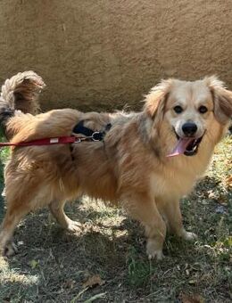 Wuschelrüde Balou 1J sucht sein Zuhause - Hamburg