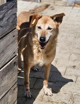 Oma Chérie - Gnadenbrotplatz gesucht - Weilheim (Oberbayern)