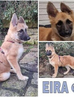 EIRA -rundum tolles Hundekind- - Duisburg