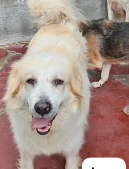 Igor 💚💚💚 Wer verliebt sich ? - Bad Karlshafen