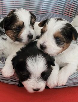 Yorkshire Terrier Biewer Welpen - Euskirchen