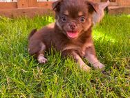 Chihuahua Welpe Rüde reinrassig Schoko Tricolor Langhaar sucht liebevolles Zuhause - Lanitz-Hassel-Tal