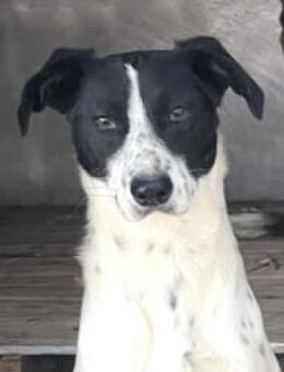 Paddock - Oberhausen (Rheinland-Pfalz)