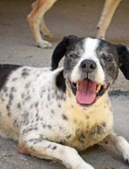 Rocco, ruhig - Kettershausen